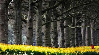 The Potential of Green Urban Planning for Mental Health